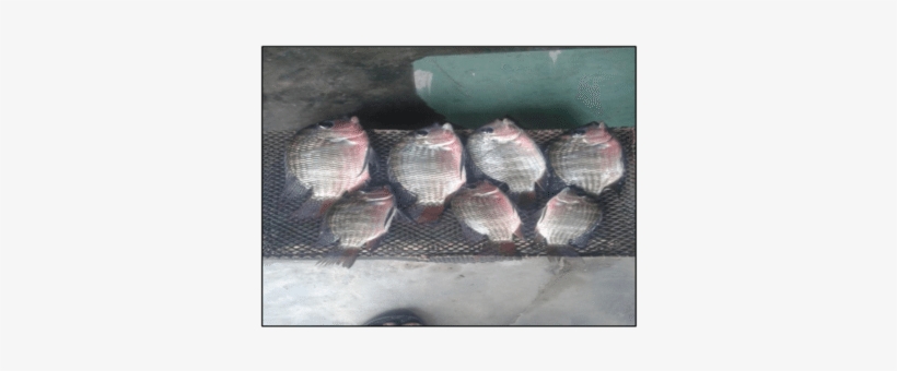 Tilapia Guineensis - - Tilapia Guineensis, transparent png download