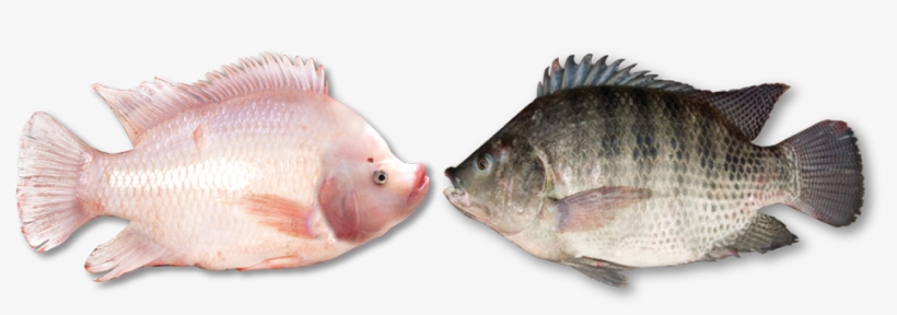 Msf Chooses Only The Best Quality Feed Specially Formulated - Red Snapper, transparent png download