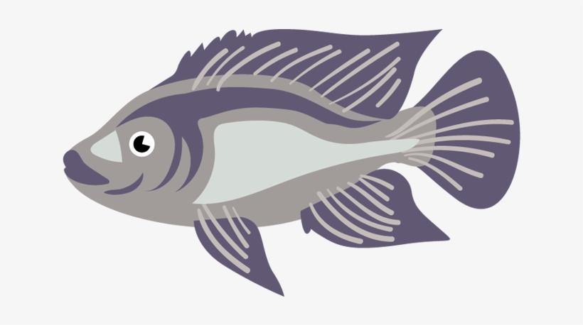Tilapia Mojarra Tuxtla Gtz, Chiapas - Ray-finned Fish, transparent png download