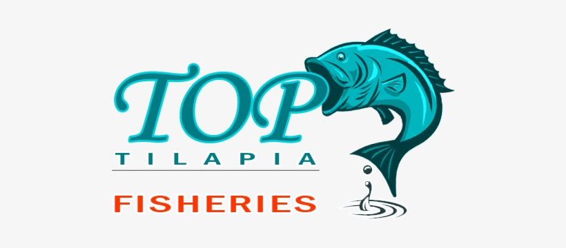 Top Tilapia - Tilapia Logo, transparent png download