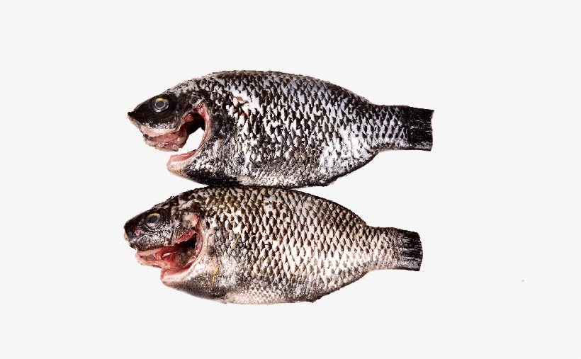 Tilapia, transparent png download