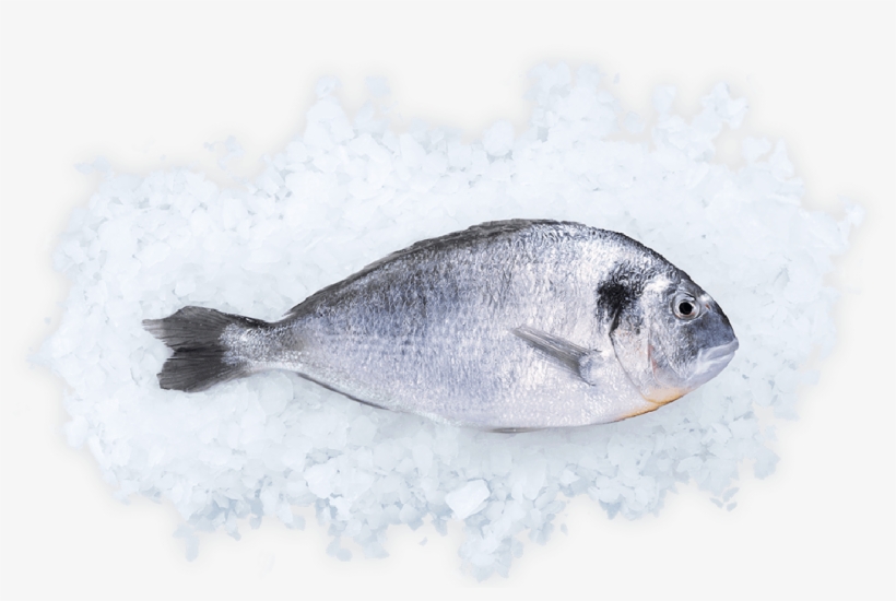 The Overall Impression - Fish, transparent png download