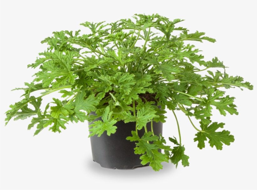 Mosquito Fighter - Pelargonium Graveolens In Pot, transparent png download