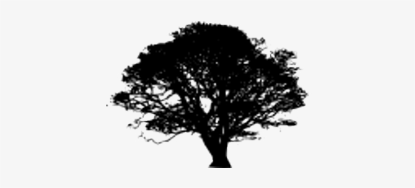 The Lemon Tree Cafe - Transparent Background Tree Clip Art, transparent png download