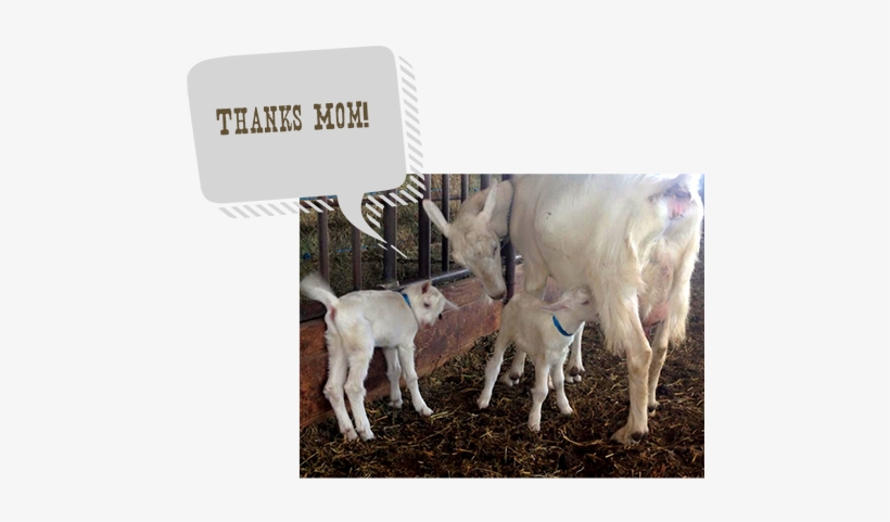 Drake Family Farms Cheeses Are “farmstead” (i - Beware The Band Moms Tile Coaster, transparent png download