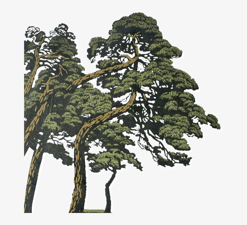 Dprk Tours - Shortleaf Black Spruce, transparent png download