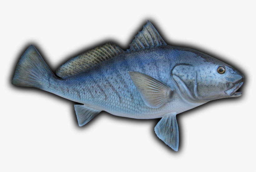 Croaker Fish Mount - Cat Fish, transparent png download