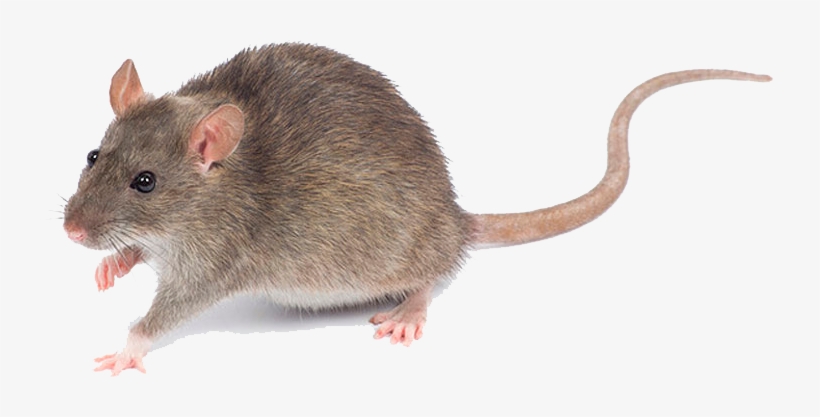Rata Parda Peque - Roof Rats Australia, transparent png download