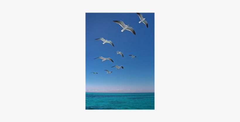 Various Seagulls Flying Over A Blue Sea Poster • Pixers® - Flock, transparent png download