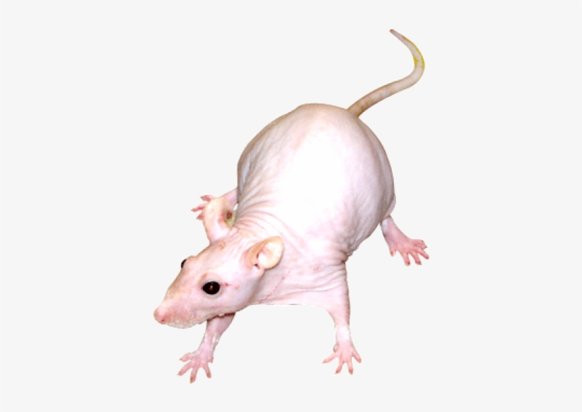 Rat, transparent png download