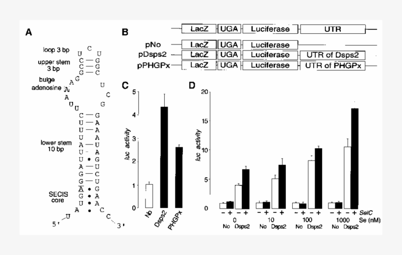 3′utr-dependent Readthrough Of Uga In Drosophila Tissue - Diagram, transparent png download