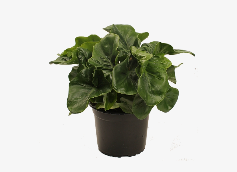 Philodendron Atom - Wellington, transparent png download