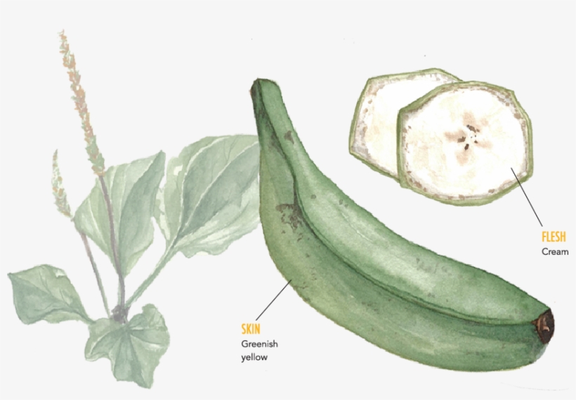Plantain - Banana, transparent png download