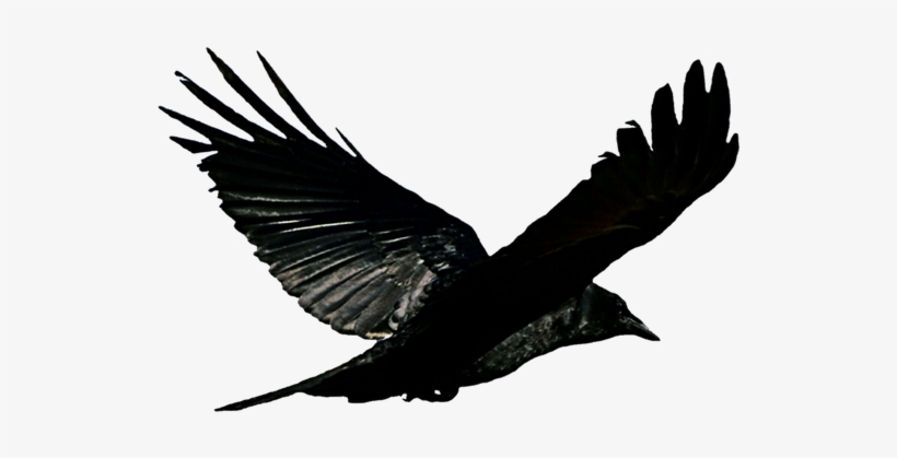 Raven Clipart Transparent - Bird Flying Bathroom Shower Curtain, transparent png download