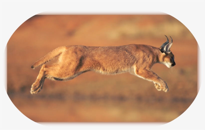 Caracal-run - Caracal Animal, transparent png download