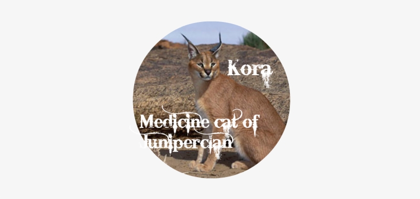 Caracal Kora - Caracal, transparent png download