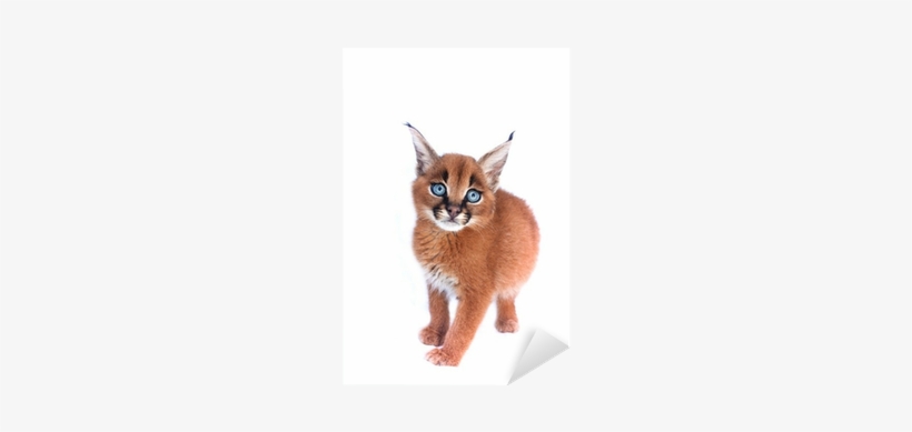 Caracal, transparent png download