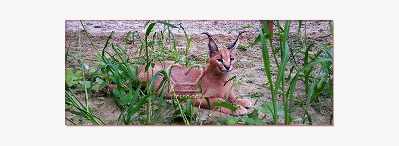 Selling A Kitten Caracal - Caracal, transparent png download