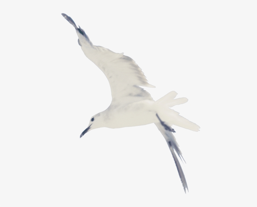 Taylor Swift 1989 Bird, transparent png download