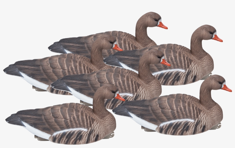 Floating Standard Size Six Pack Of Speckle Bellies - Goose, transparent png download