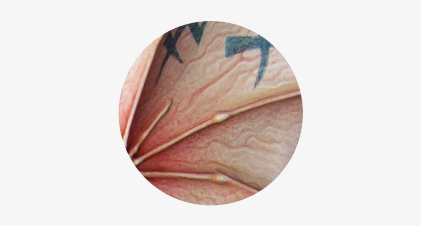 It's Worth Pointing Out That How I Use The Term Stippling - Maple Leaf, transparent png download