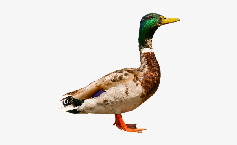Duck, transparent png download