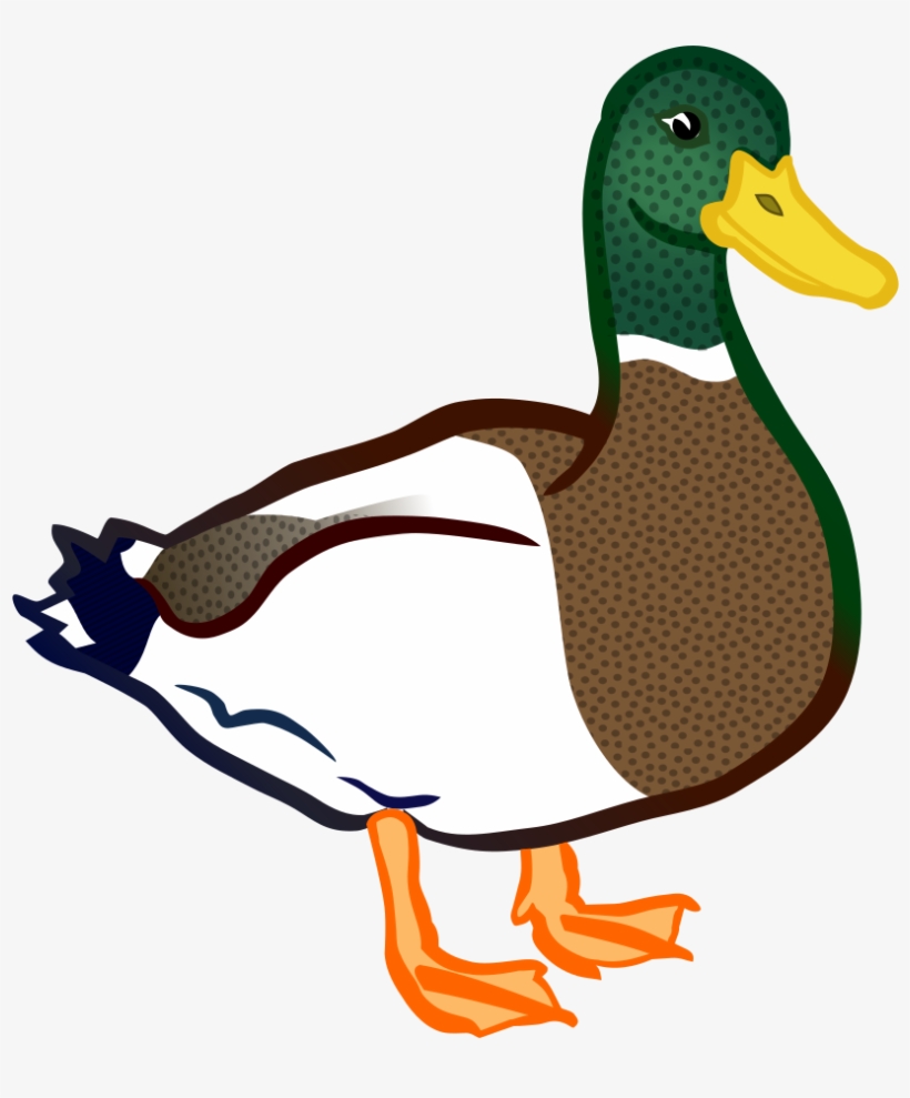 Duck - Coloured - Clip Art Duck Png, transparent png download