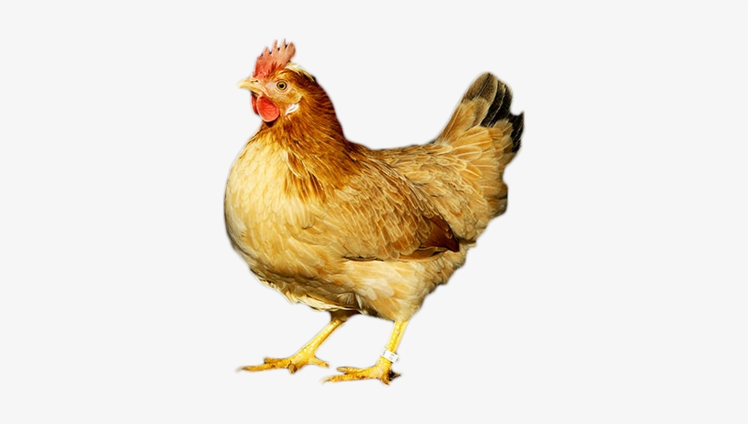 Link To Slide Prev - Gallina, transparent png download
