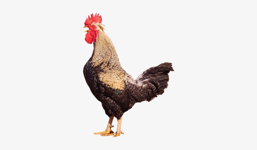 Bienvenidos/as A La Web De La Gallina Del Sobrarbe - Gallina Del Sobrarbe, transparent png download