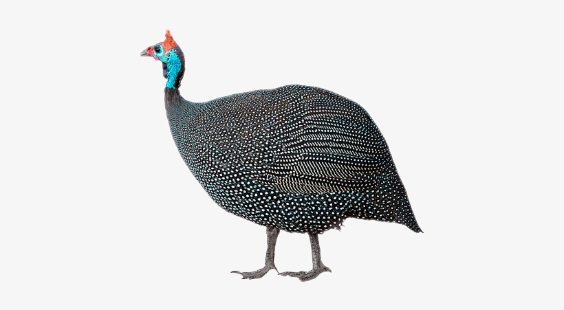 Chicken, transparent png download