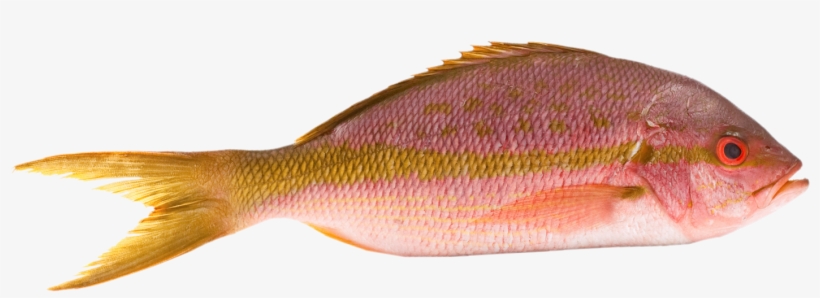 Snapper, Yellow Tail - Pickerel, transparent png download
