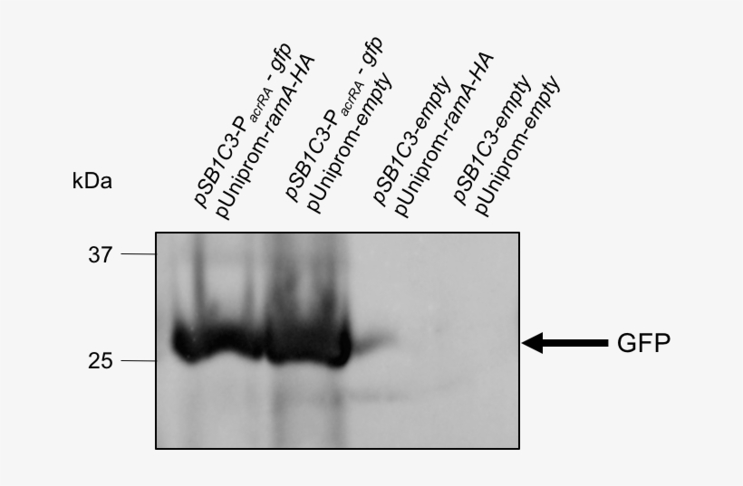 T Dundee Results9 - Monochrome, transparent png download
