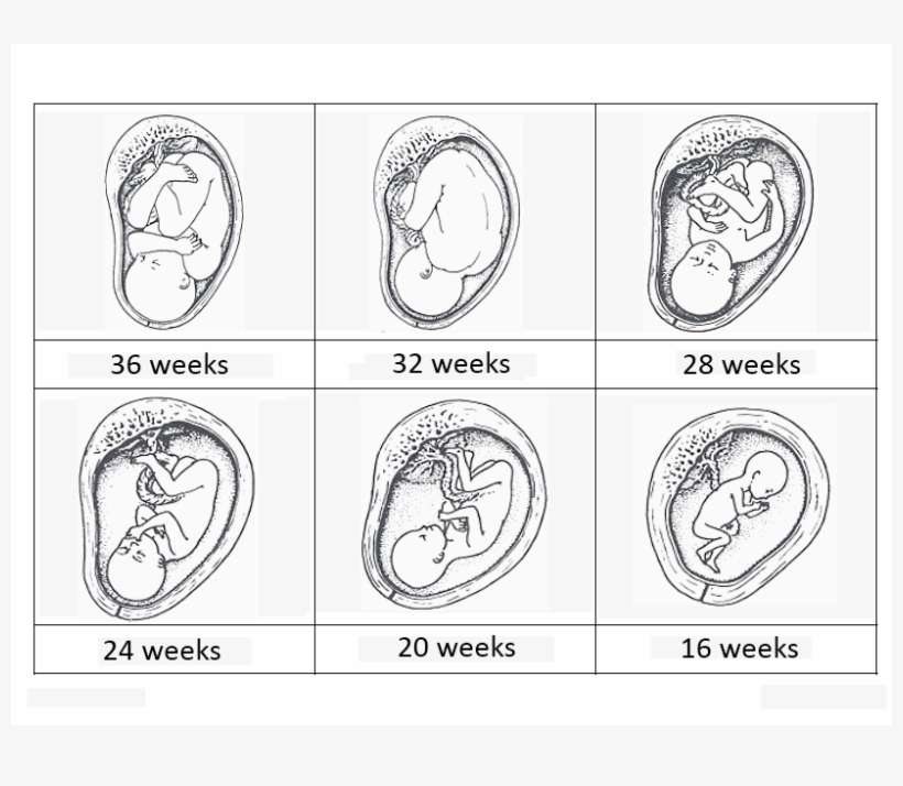 Parts Of The Womb And Baby Development Cards - Baby In Tummy Colouring, transparent png download