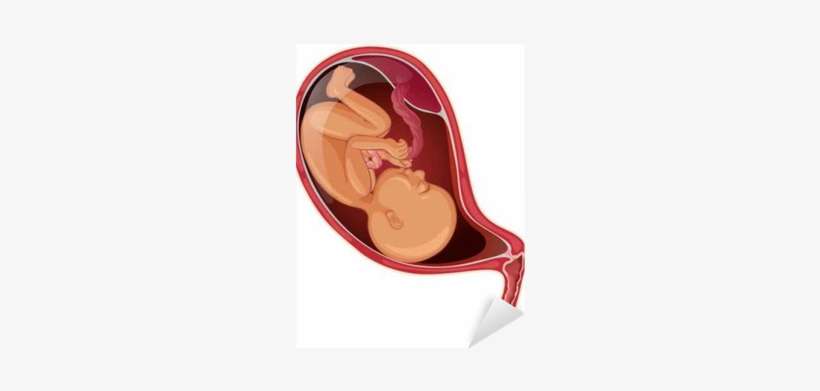 Cartoon Baby In Womb, transparent png download