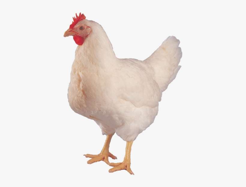Sa39s Breeder Hen - Hen Images Hd Png, transparent png download