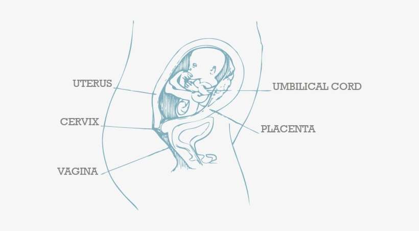 Half Way Through - Womb 20 Week Pregnancy, transparent png download