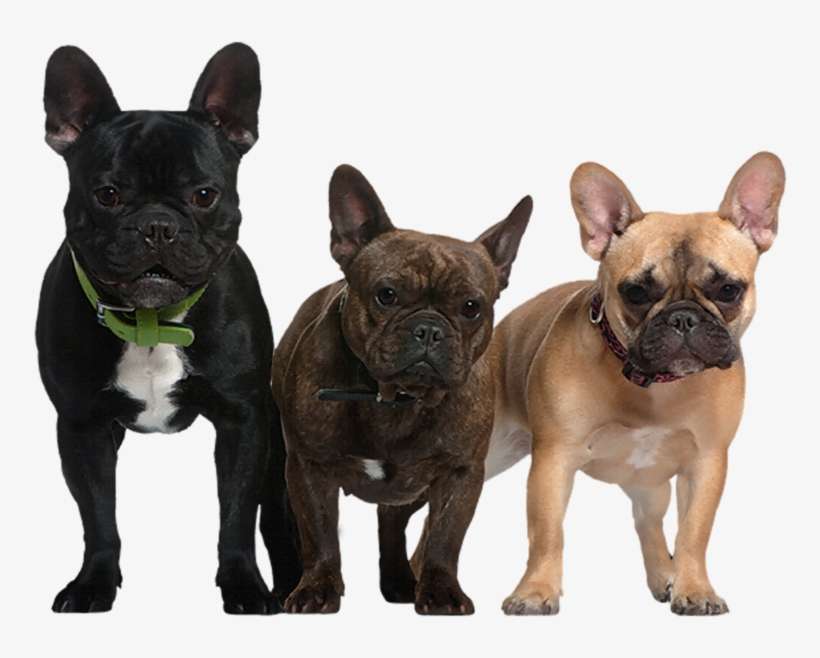 Transparent Picture Of Dogs, transparent png download