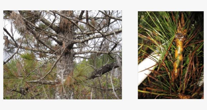 Large, Dying Western White Pine With Hundreds Of Blister - Pine, transparent png download