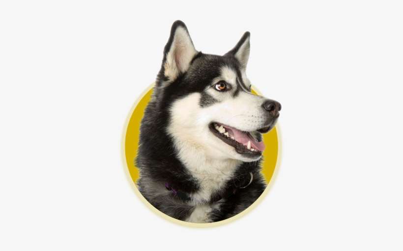 History Animal - Sakhalin Husky, transparent png download
