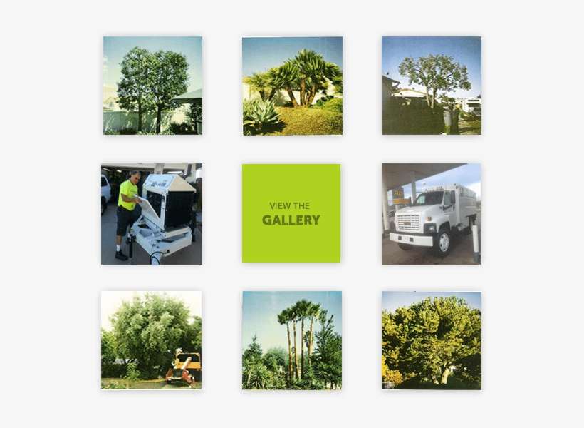 Arbor Age Photo Gallery Of Tree Trimming Projects - Tree, transparent png download