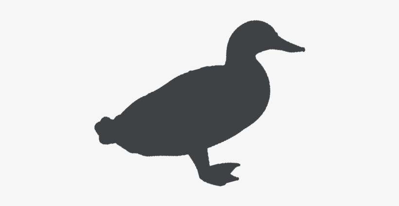 Duck, transparent png download