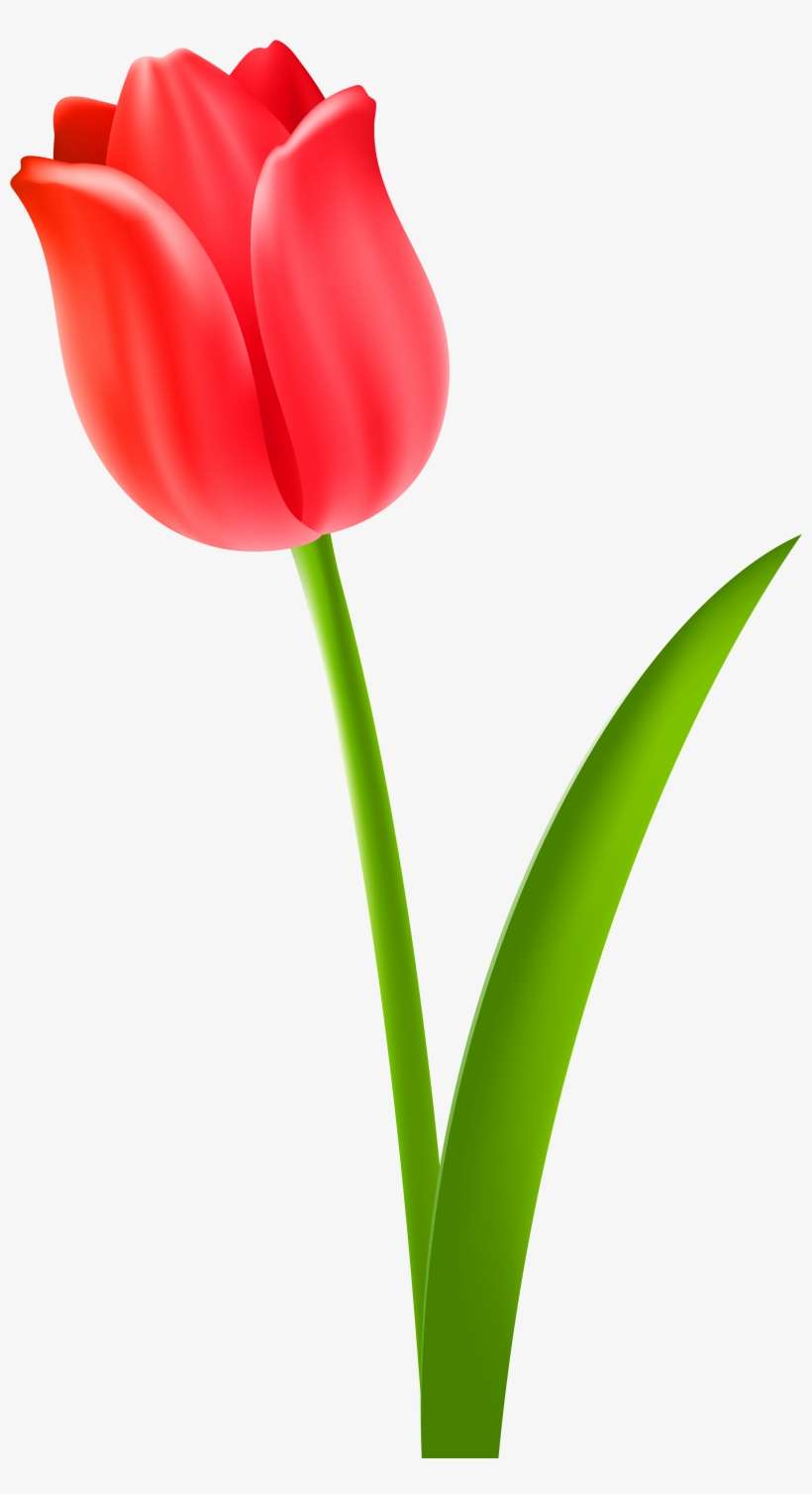 Tulip Clipart, transparent png download