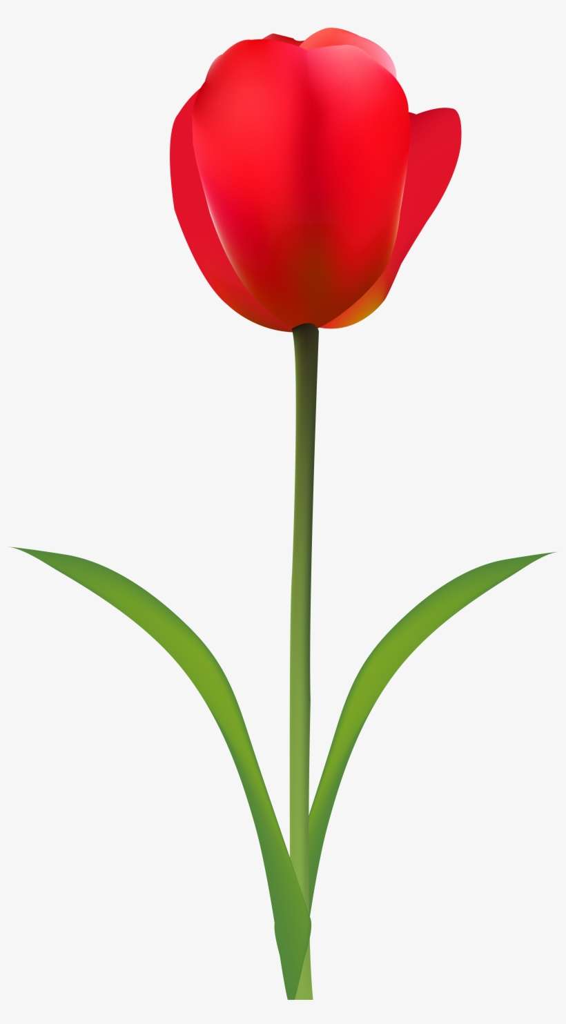 Tulip Clip Art Transparent Background, transparent png download