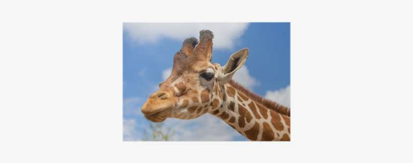Giraffe, transparent png download