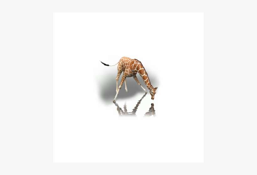 The Reticulated Giraffe In Radical Remake - Reticulated Giraffe, transparent png download
