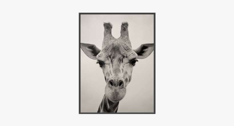 Vintage Sepia Toned Image Of A Giraffes Head Framed - Photoinc Studio Paintings Canvas Art Prints - Giraffe, transparent png download