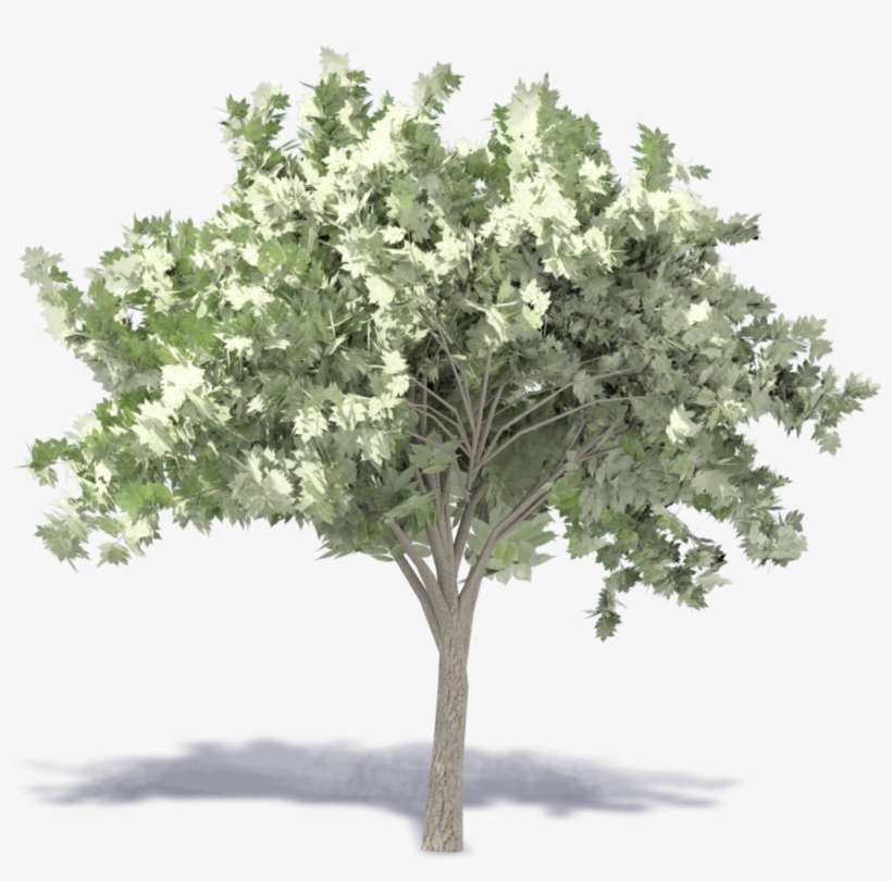 Tree, transparent png download