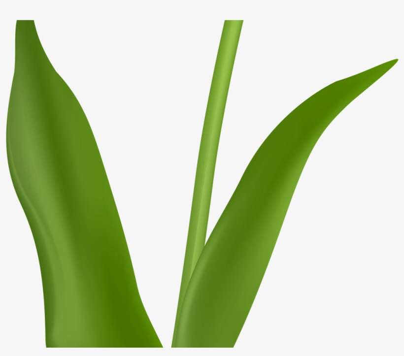 Red Tulip Transparent Png Image Jokingartcom Tulip - Tulip, transparent png download