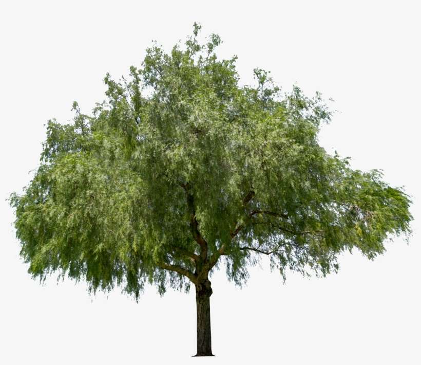California Pepper - River Birch, transparent png download