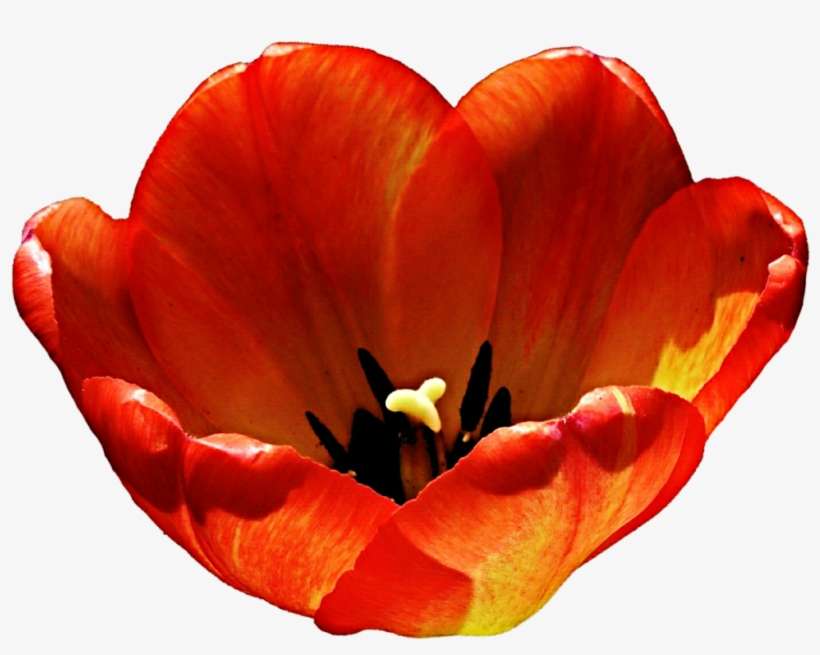 Tulip Clipart Orange - Color, transparent png download